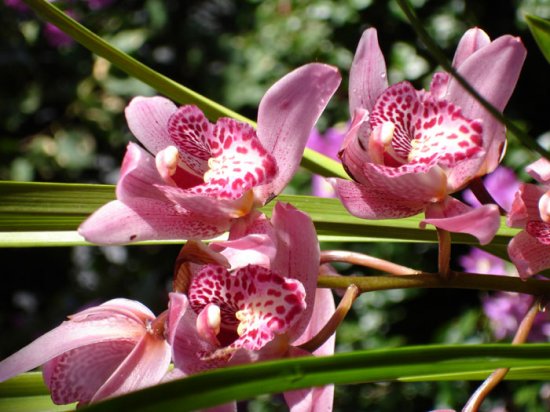 flowers001.jpg