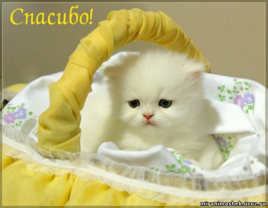 сэнькью.jpg