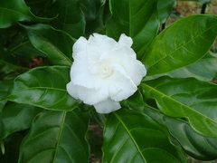 jasmine-dsc02836.jpg