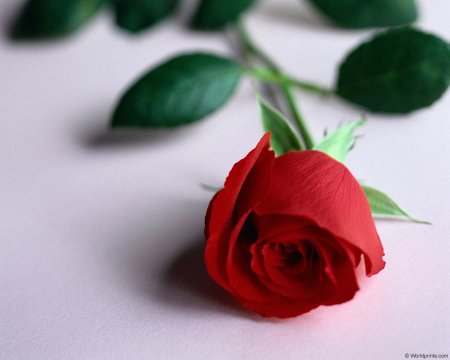 1181411133_rose002[1].jpg