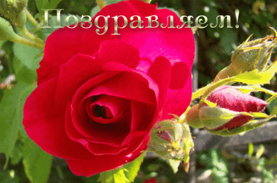 Поздравляем.gif
