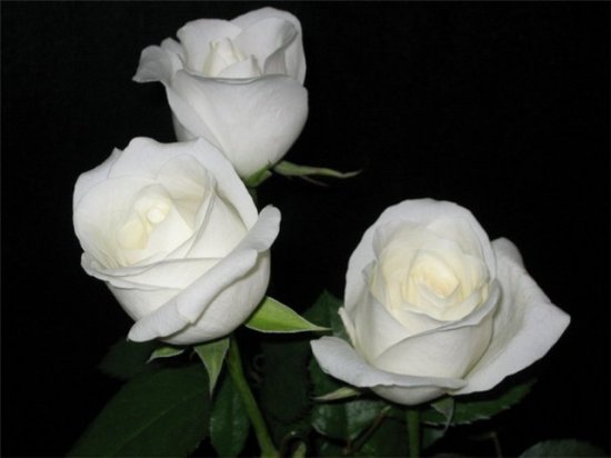 09536091d101.jpg