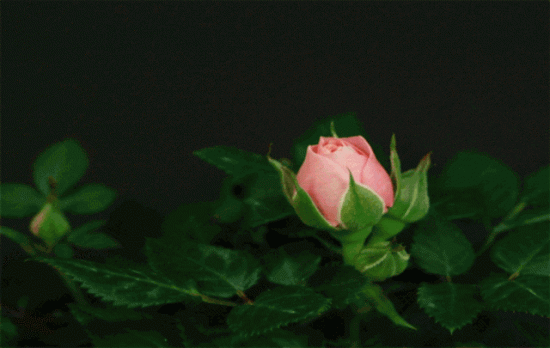 fon_0216f5dec6658c683ecbc070151e7c4f.gif