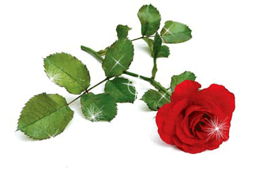 flowers_279.gif роза.gif