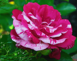 809d033b6466608a92b0f81a4943d912.gif