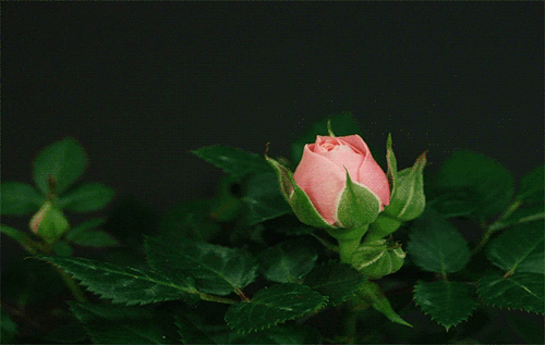617965054.gif