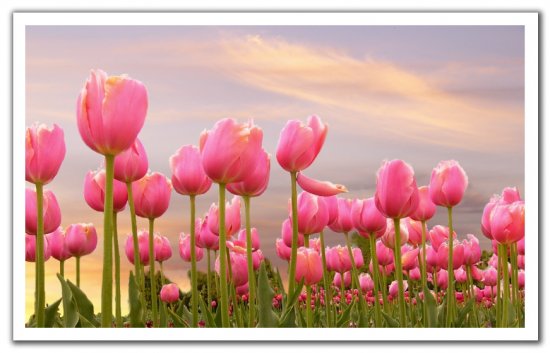 0510271452021floriadetuxz3.jpg