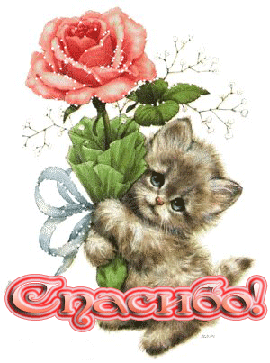кот.gif